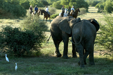 South Africa-Waterberg-Big Five Explorer Safari